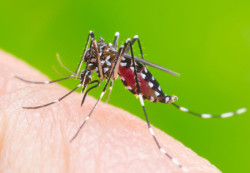 Another infection to be cautious about – Dengue